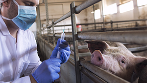 Animal Health and Welfare