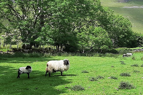 AGROECOLOGY