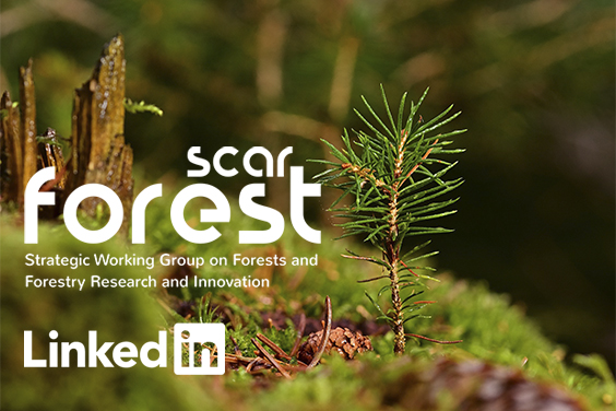 Forest SWG