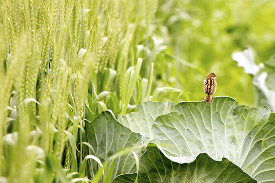 Agroecology SWG