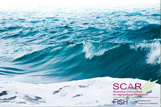FISH SWG - ocean image