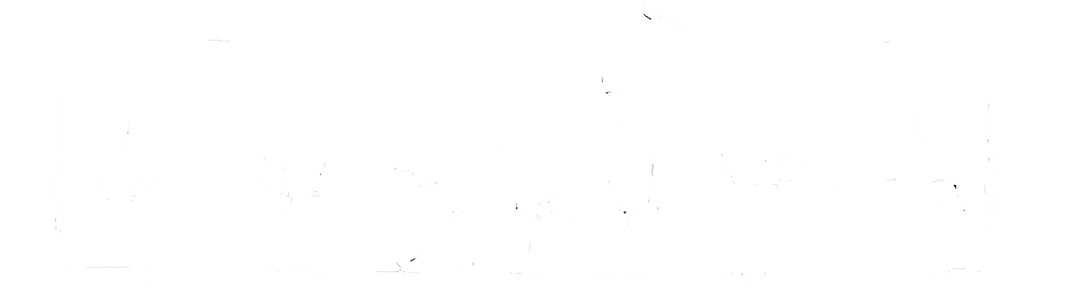 cows in a white line