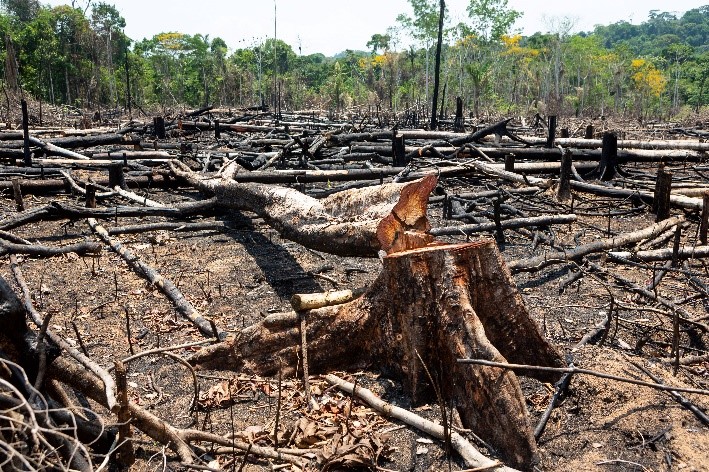 Joining forces against imported deforestation