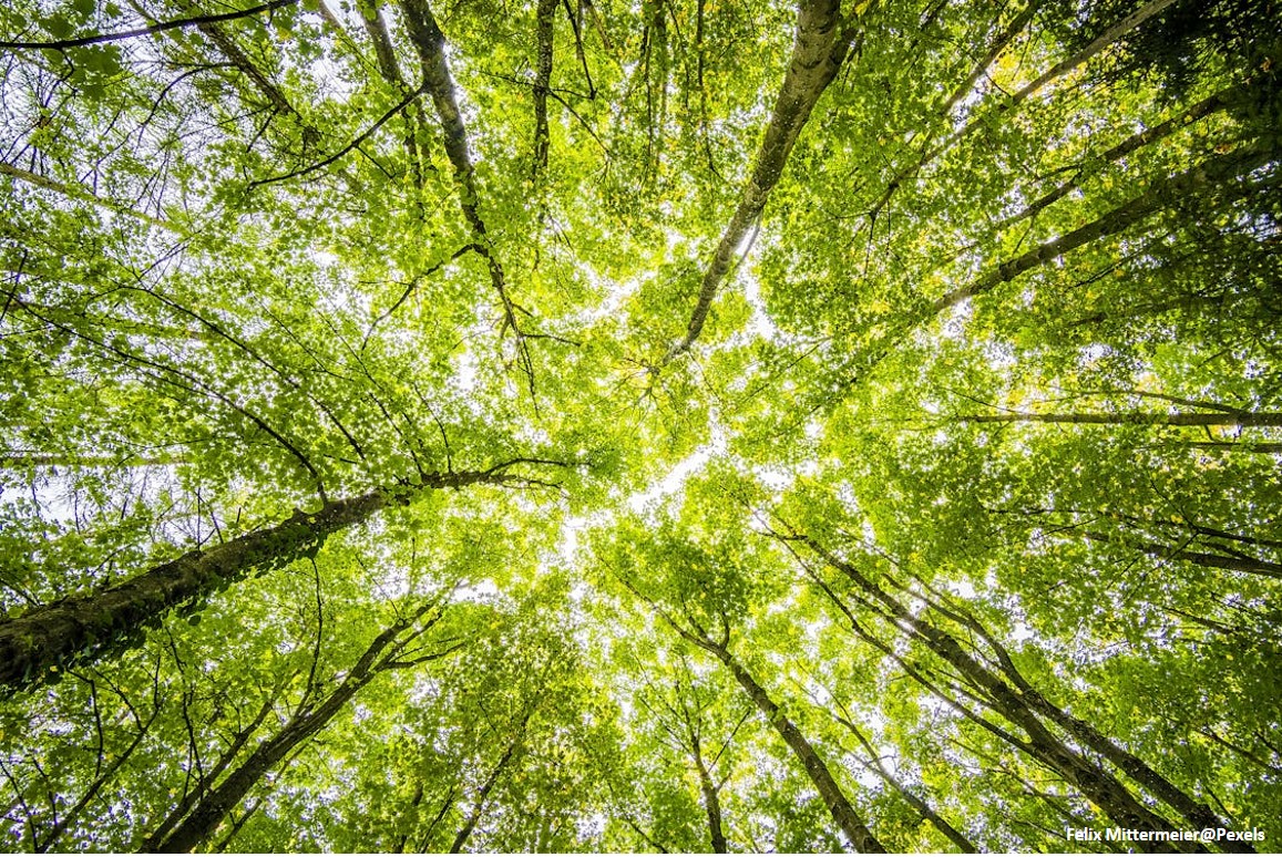 EUROPEAN PARTNERSHIP ON FORESTS AND FORESTRY FOR A SUSTAINABLE FUTURE FORESEEN