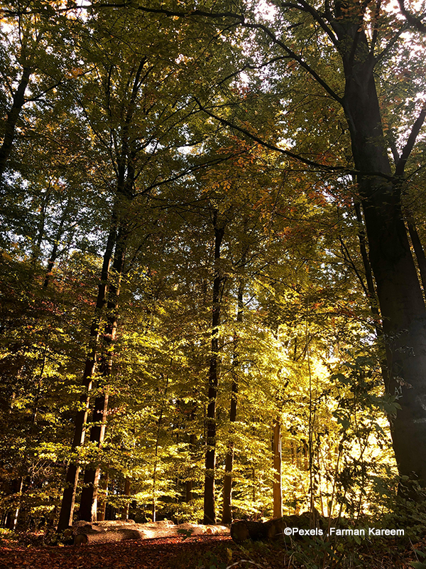 European Partnership on Forests and Forestry for a Sustainable Future